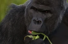 Co nam powiedziały geny goryla?