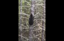 Jak szybko niedźwiedź wspina się na drzewo