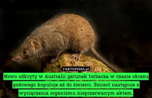 Nowo odkryty w Australii gatunek torbacza