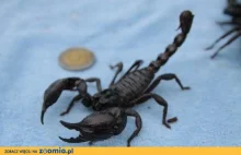 Duży skorpion o słabym jadzie