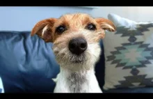 Śmieszne Jack Russell Terrier