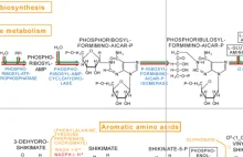 Szlaki metaboliczne