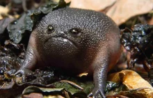 19 najbardziej zadziwiających żab świata.