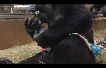Mama goryl troskliwie opiekuje się swoim małym noworodkiem