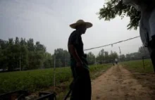 W Chinach ziemia zbyt skażona dla rolnictwa