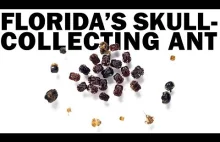 Mrówki łowcy głów z Florydy