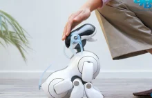 Kiedyś popularne psy-roboty Aibo kończą funkcjonowanie, łamiąc serca właścicieli