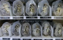 Chińskie innowacje: Automaty z żywymi krabami
