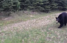Kanada: Idziesz sobie spokojnie w lesie aż tu nagle ciekawski niedźwiadek