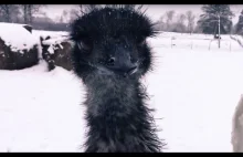 Pojechany Struś Emu