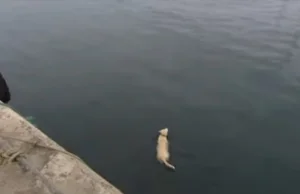 Labrador codziennie znikał na kilka godzin. Okazało się, że bawi się z delfinem