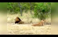 Najbardziej leniwy lew