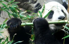 Panda oszukała zoo. Udawała ciążę, by wyłudzić przywileje