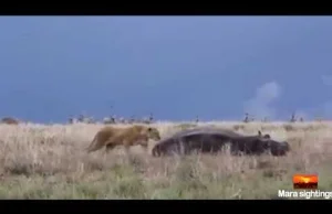 Lwica przestraszyła wielkiego hipopotama
