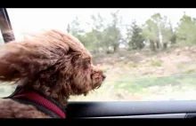 Pies w oknie samochodu, dog - slow motion