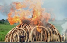 Spłonęły tony kości słoniowej. „Dziedzictwo Kenii nie jest na sprzedaż”