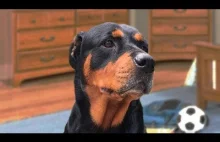 Funny Rottweiler Compilation NEW