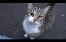 Piękne bezdomne kotki domagają się jedzenia.