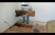 Usuwanie gniazda pszczół, które znajduje się pod podłogą w domu