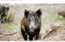 Operacja Wildschwein. W Niemczech dziki zabijają myśliwi, w Polsce morduje rząd