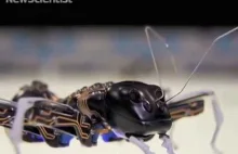 Bioniczne mrówki