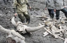 Na Syberii znaleziono mamuta w którego żyłach dalej znajduje się krew.