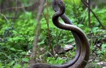 True love story of snakes - Female sacrified for male snake | Odd Stuff