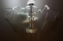 Bat Bot - dron naśladujący nietoperza