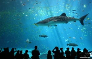 Największe na świecie akwarium