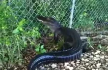 Aligator wspina się na ogrodzenie