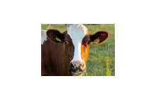 Modyfikowane krowy produkują “ludzkie” mleko