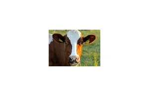Modyfikowane krowy produkują “ludzkie” mleko