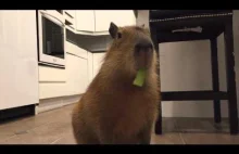 Kapibara szamająca łodygę selera