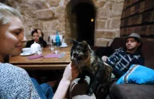 Paris cat cafe