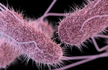 WHO stworzyło listę 12 najgroźniejszych superbakterii