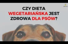 Czy dieta wegetariańska jest zdrowa dla psów?