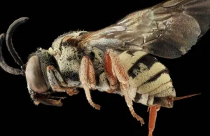 Francuski zakaz chroni pszczoły, ale staje się zagrożeniem dla rolników