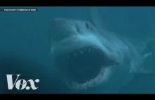 Jak stoczył się Discovery Channel na przykładzie programu Shark Week