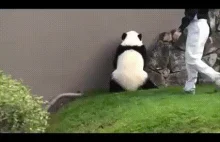 Oto czemu pandy wymieraja