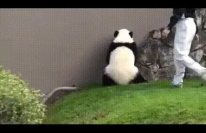 Oto czemu pandy wymieraja