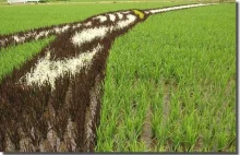 Sztuka na polach ryżowych