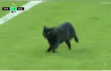 Kot przerwał mecz angielskiej Premier League i wywołał aplauz fanów