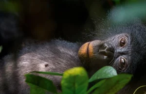 Małpa z lewego brzegu - opowieść o bonobo, nietypowych małpich hipisach