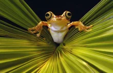 Najpiękniejsze zdjęcia żab