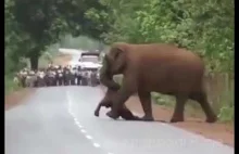 Procesja pogrzebowa słoni niosąca ciało zmarłego słonia
