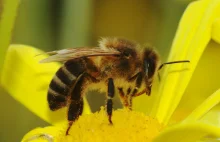 Pszczoły - najważniejsze owady świata. Bez nich nie przetrwamy [INFOGRAFIKA