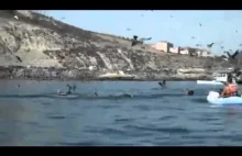 Niesamowity Wieloryb zaskakuje płynącą kobietę
