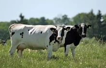 Szanse i zagrożenia unijnego rynku mlecznego