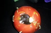 "zgniły" pomidor