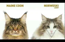 Kot norweski leśny vs Maine coon